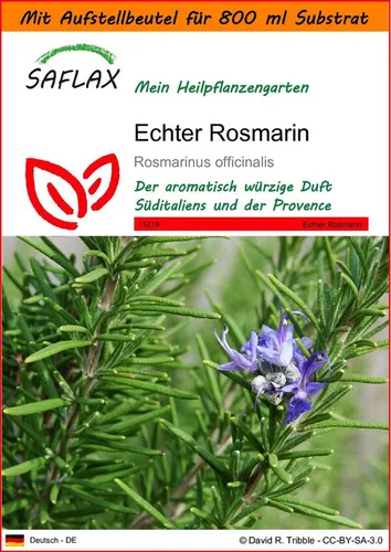 SAFLAX Blumensamen SAFLAX - Garden in the bag - Echter Rosmarin