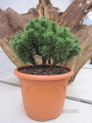 Pinus mugo Allgäu von Baumschule