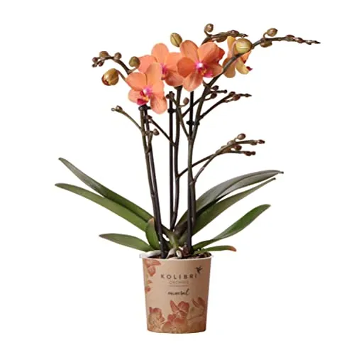 Kolibri Orchids Orange Phalaenopsis Orchidee