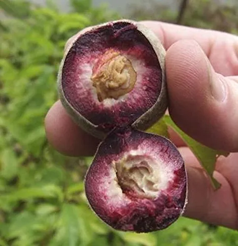 Pfirsich Roter Weinbergpfirsich 60-80cm in rot von Baumschule
