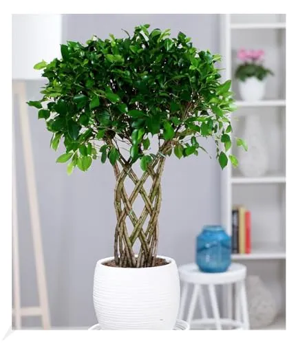 BALDUR Garten Ficus exotica 