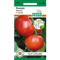 SAMEN PFANN Tomate Maestria F1 Bester Geschmack