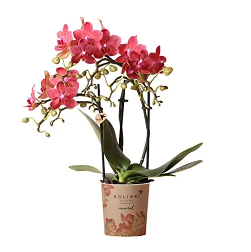 Produktbild Kolibri Orchids | Rote Schmetterlings-Orchidee Kongo
