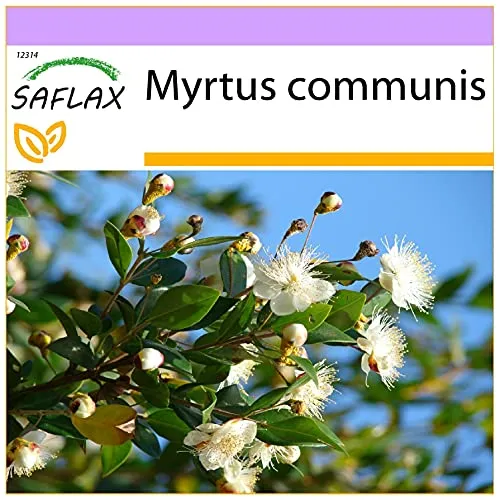 SAFLAX - Echte Myrte - Brautmyrte - 30 Samen - Myrtus communis