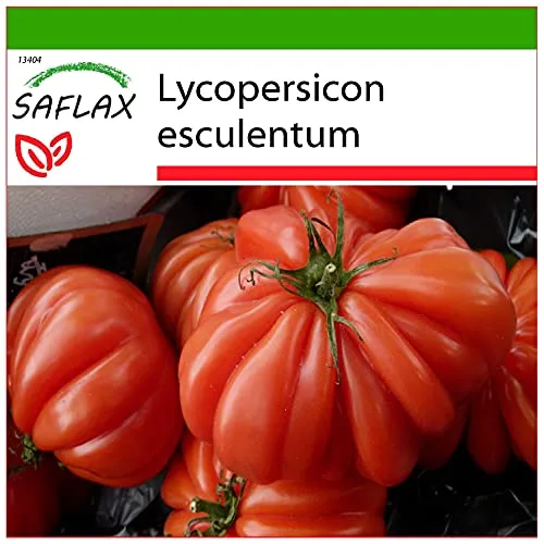 SAFLAX - Tomate - Costoluto Genovese - 10 Samen - Mit keimfreiem Anzuchtsubstrat - Lycopersicon esculentum