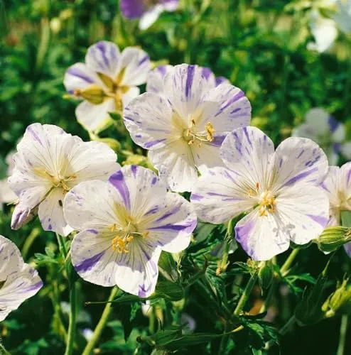 Geranium pratense 'Splish Splash' 9x9 cm Topf – Winterhart, Mehrjährig, Pflegeleicht – Storchschnabel – Staude für Beet & Garten
