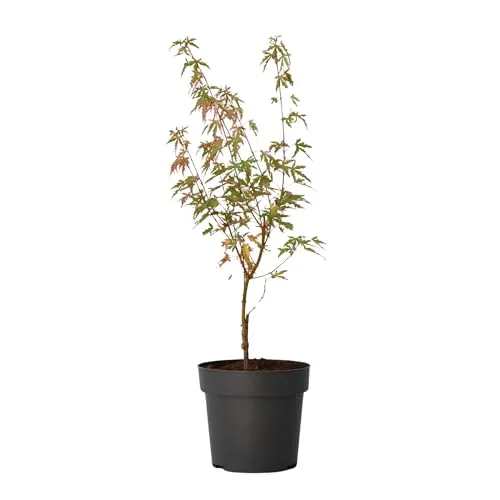 Plant in a Box