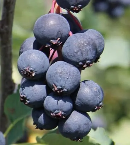 Felsenbirne Northline 2L von Baumschule Wedrowski