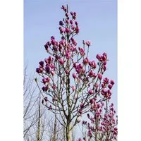 Magnolia Cleopatra Magnolie 80-100 cm - Blühende Zimmerpflanzen mit großen, duftenden, purpurroten Blüten von April bis Mai. Pflegeleicht und winterhart, ideal für Solitärstellungen oder große Kübel.