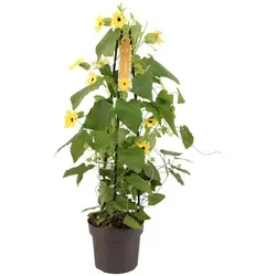 Schwarzäugige Susanne gelb 70 cm - Kletterpflanze Thunbergia alata - Die schwarzäugige Susanne ist eine schnellwachsende Kletterpflanze mit leuchtenden gelben Blüten. Ideal für Gärten und Balkone, bringt sie Farbe und zieht Insekten an. Höhe: ca. 1,8 m, Topfgröße: 17 cm.