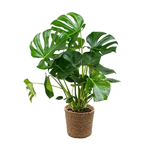 Bloomique - Monstera Deliciosa - Fensterblatt - Zimmerpflanzen - Pflegeleicht - Luftreinigend - Höhe 70-80 cm - Mit Seegras Korb 21 cm
