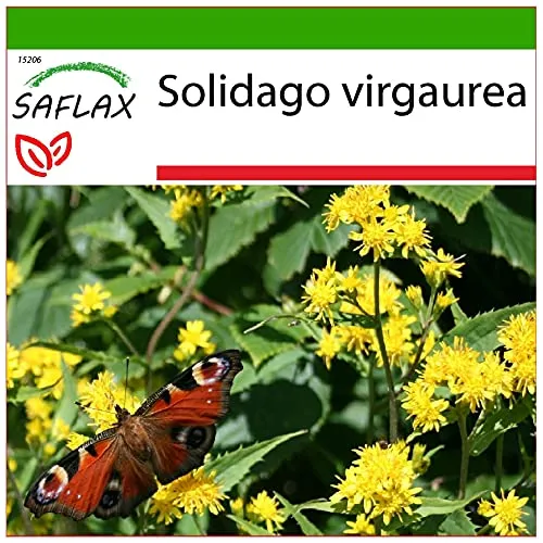SAFLAX - Heilpflanzen - Echte Goldrute - 100 Samen - Mit keimfreiem Anzuchtsubstrat - Solidago virgaurea