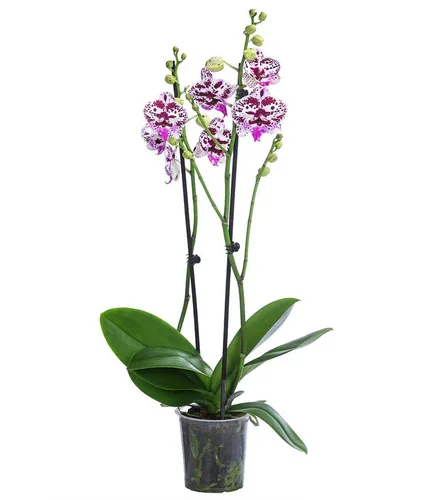Dehner Schmetterlingsorchidee Signature Speechless Elegance, 60cm, pink-weiß - Die pflegeleichte Schmetterlingsorchidee bringt mit ihren kunstvollen Blüten ein Lächeln in Ihr Zuhause. Ideal für Orchideen-Neulinge und perfekt für helle Standorte.
