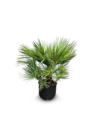 Chamaerops Humilis - Europäische Zwergpalme - Immergrüne winterharte Palme - 60 cm hoch inklusive Topf