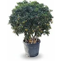 Produktbild Sunny-Tree Australischer Lorbeer Pittosporum Tobira Immergrüner Zierstrauch Winterhart bis −10 °C 150 cm inkl. Topf