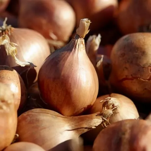 Shallot Wintersteckzwiebeln Yellow Moon (500 gr) - Steckzwiebeln Winterhart - Hoher Qualität aus Holland (kein Samen) - Mild scharfe Gemüsezwiebel - Steckzwiebel größe 14-21 mm