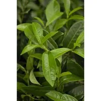 Prunus Laurocerasus Mount Vernon Kirschlorbeer 15–20 cm