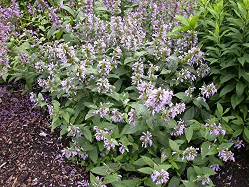 Agastache foeniculum ca. 9x9 cm Topf - Anis-Ysop, violette Blüten, Blütezeit Juli-September, bienenfreundlich, ideal für Kräutergärten, pflegeleicht