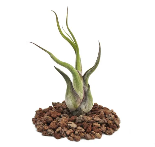 Exotenherz Zimmerpflanze Tillandsia caput-medusae - lose Pflanze - klein