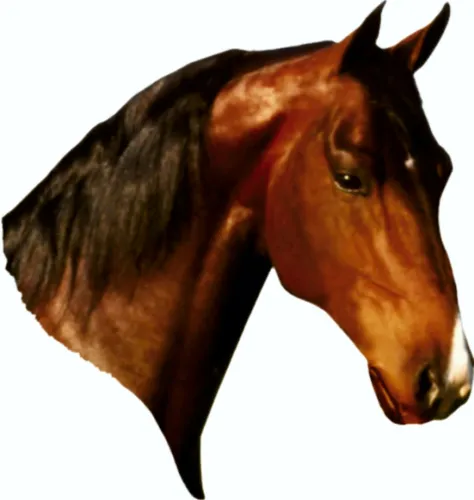 Aufkleber Pferd Dimension 105 x 105 mm Auto Aufkleber Sticker