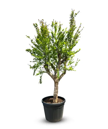 Sunny Tree in grün von Sunny Tree