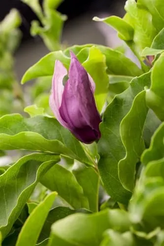 Magnolia 'Black Beauty' - Schwarze Schönheit - Ziergehölze mit tief dunkelvioletten, duftenden Blüten, ideal für Gartenliebhaber. Pflegeleicht, winterhart und zieht Bestäuber an.