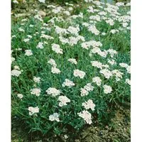 Achillea Ageratifolia Balkan Schafgarbe Ca. 9x9 cm Topf