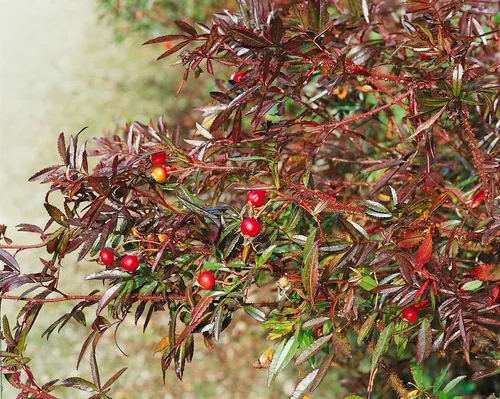 Pflanzen für Dich Rose Rosa nitida