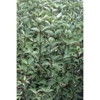 Cornus Alba Kesselringii – Dunkelroter Hartriegel 150–200 cm - Dunkelroter Hartriegel mit beeindruckenden Trieben, ideal für strukturierte Gärten. Wächst bis 200 cm hoch, blüht im Frühjahr und bringt Farbe ins Beet.