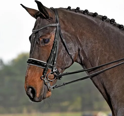 BUSSE Kandare LUXURY für Warmblüter - Hochwertige Kandare in Schwarz mit elegantem Strass-Beschlag, perfekt für stilvolle Auftritte im Reitsport.