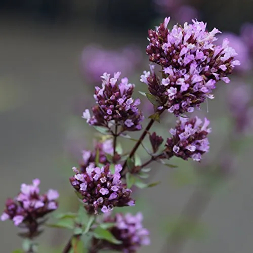 Blumixx Stauden Origanum laevigatum 'Herrenhausen' - Blumen-Dost