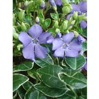 Immergrün Ralph Shugert Blauviolett Topf-Ø ca. 9 cm Vinca minor