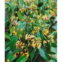 Lonicera Henryi Copper Beauty Immergrün 60–100 cm - Kletterpflanze mit kupferfarbenen, immergrünen Blättern und duftenden Blüten, ideal für Pergolen und Zäune, pflegeleicht und winterhart, zieht Bienen an.