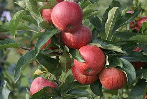 Gala Herbstapfel Buschbaum 120-140cm - Obstsamen & -pflanzen, leuchtend rot gestreifte Äpfel, ideal für Frischverzehr und Verarbeitung, robust und pflegeleicht, direkt aus der Gärtnerqualität!