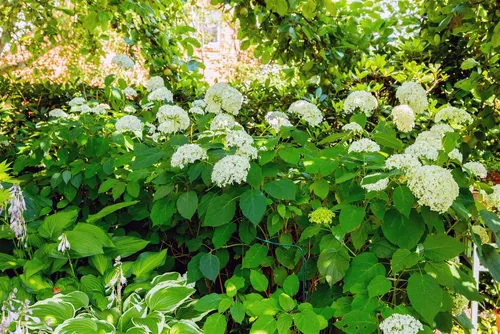 Hydrangea arborescens 'Grandiflora' - Schneeballhortensie, weiß, 40–60 cm - Pflanzen, Bäume & Sträucher - Diese Waldhortensie begeistert mit großen, weißen Blütenbällen von Juni bis September und sorgt für einen eleganten Blickfang in jedem Garten.
