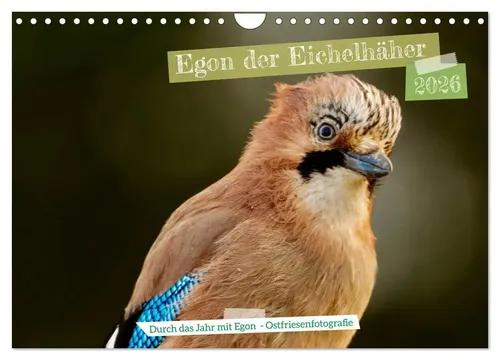 CALVENDO Wandkalender Egon der Eichelhäher - Durch das Jahr mit Egon - Wandkalender mit 12 beeindruckenden Bildern von Egon, dem Eichelhäher. FSC-zertifiziert, umweltfreundlich und in Deutschland produziert für eine klimabewusste Wahl.