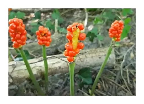 Stk - 10x Arum maculatum Gefleckter Aronstab Garten Pflanzen - Samen ID988 - Seeds & Plants Shop by Ipsa