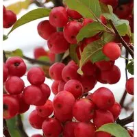 Produktbild Zierapfel Red Sentinel 60-80cm