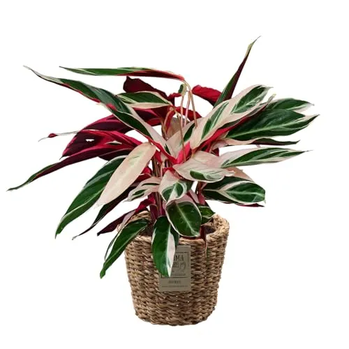 Green Me Up Set Calathea Triostar No. 19 im 19 cm Topf – Farbenfrohe Zimmerpflanze - Die Calathea Triostar begeistert mit ihrer einzigartigen rosa-weiß-grünen Blattzeichnung und bringt lebendige Farbe in dein Zuhause. Ideal für tierfreundliche Haushalte, kommt sie im handgeflochtenen Seegraskorb.