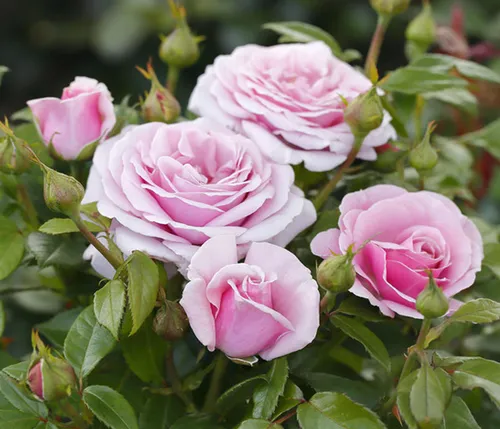 Dehner Edelrose Pacific Blue® - Duftende Fliederblüte - Wunderbare Edelrose mit fliederblauen Blüten, die von Juni bis Oktober blüht. Ideal für Ihren Garten oder Balkon, robust und pflegeleicht. Genießen Sie den intensiven Duft und die reiche Blütenpracht!