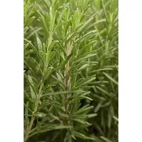 Rosmarinus Officinalis Rosmarin Aromatisch Ca. 9x9 cm Topf