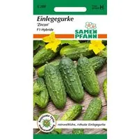 SAMEN PFANN Einlegegurke Zircon F1