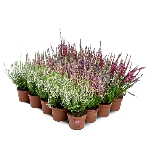 Besenheide Calluna Vulgaris - Winterharte Pflanzen im Topf (20 Stück, 4 Farben) - Garten-Zubehör: Pflegeleichte, farbenfrohe Besenheide, ideal für Gruppenpflanzungen und als Honigpflanze für Bienen.