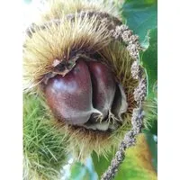 Esskastanien Belle Epine 80