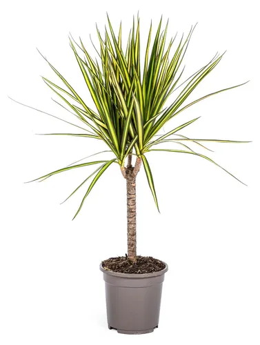 Produktbild Drachenbaum