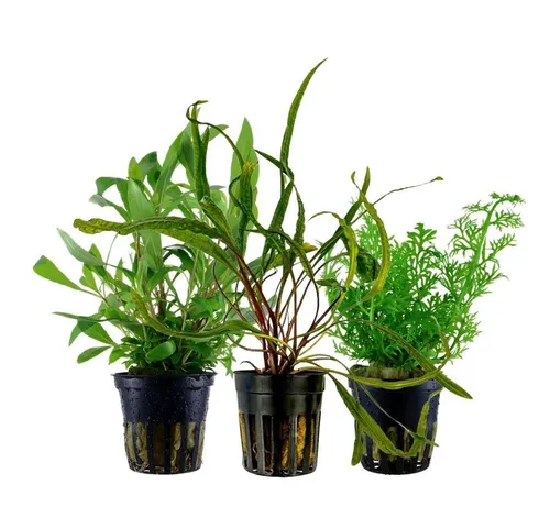 Wasserpflanzen von AquaOne