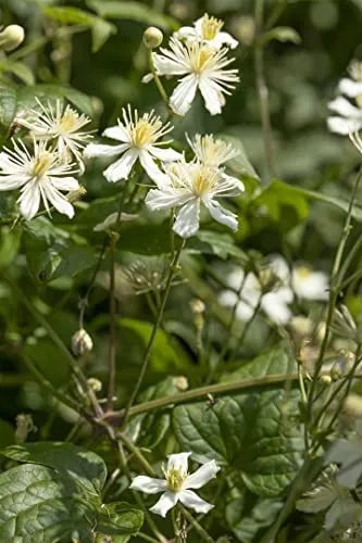 Clematis flammula 60-100 cm