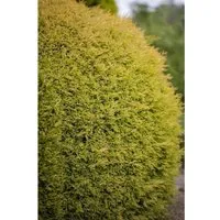 Thuja occidentalis 'Rheingold' - Zwerglebensbaum mit goldgelbem Laub - Der Thuja 'Rheingold' ist eine kompakte Zwergkonifere mit leuchtend goldenem Nadelkleid. Ideal für Vorgärten und Kübel, bringt er das ganze Jahr über Farbakzente und eignet sich perfekt für stilvolle Gartenarrangements.