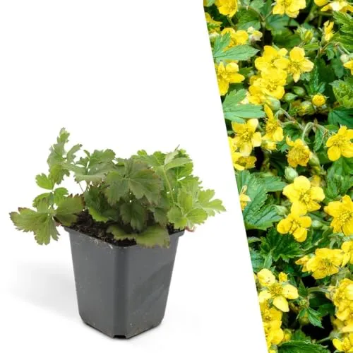 Plants by Frank | 12 Dreiblatt Golderdbeere Pflanzen | Waldsteinia Ternata | Bodendecker Winterhart Mehrjährig | Waldsteinie | Stauden | Immergrün | Gartenpflanzen