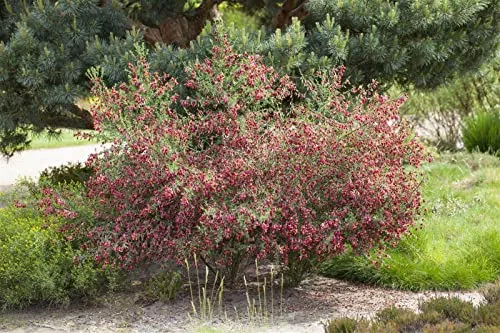 Cytisus scoparius 'Boskoop Ruby' 15–20 cm – Winterhart, Mehrjährig, Pflegeleicht – Besenginster – Zierstrauch für Garten & Beet